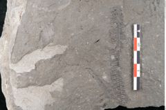 Foto (Detailansicht) von Asterocarpus meriani Brongniart (NHMW-GEO-2024-0188-10611)